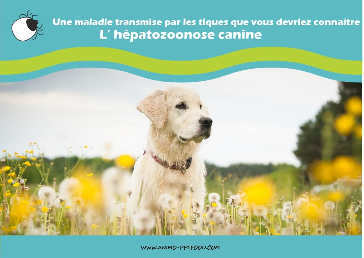 L'hépatozoonose canine, une maladie transmise par les tiques